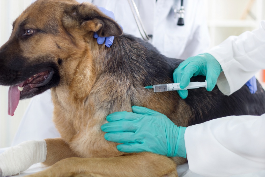 Вакцинация домашнего животного в клинике города 