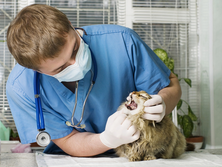 Стоматологическая помощь ветеринарного врача в одной из приемных комнат клиники А