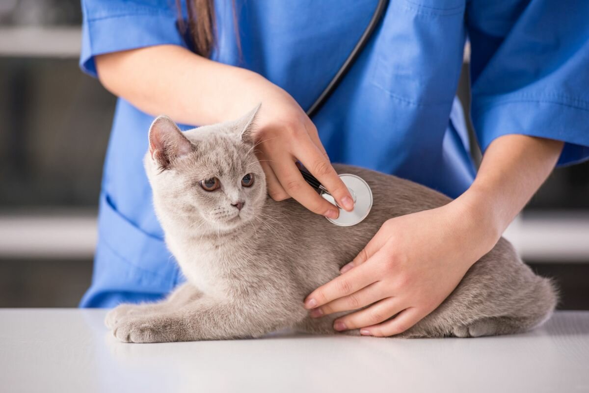 Лечение пушистого кота в приемном отделении клиники Айболит