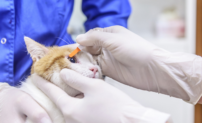 Способы лечения домашних животных в одном из приемных отделений клиники